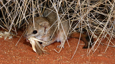 A Brush-tailed mulgara with an insect in its mouth.