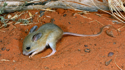 Spinifex Hopping Mouse.