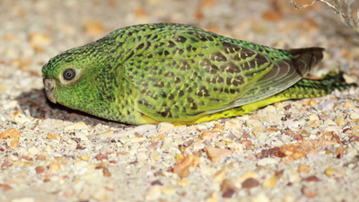 Close up of a Night Parrot on the ground.
