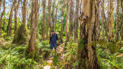 Reserve Manager, Matt McLean on the Paperbark Forest walk at Reedy Creek.