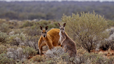 Red Kangaroos, male and female at Bon Bon Reserve. Photo by Kate Taylor.