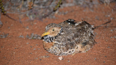 A Plains-wanderer wearing a tracking device, which sits neatly between its wings like a little hiking backpack.