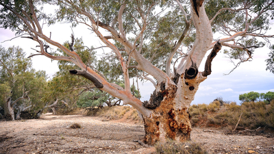 A mature Eucalyptus camaldulensis on Evelyn Downs Reserve, Antakirinja Matu-Yankunytjatjara and Yankunytjatjara Country, SA. By Anne Leitch