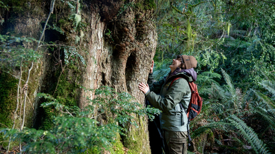 Tiahni Adamson marvels at a huge eucalypt tree in the Liffey Valley, Tasmania.