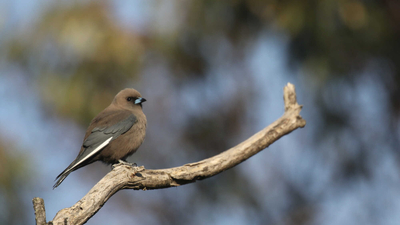 Dusky Woodswallow.