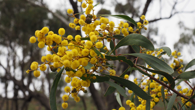 RS26654 wattle c allen