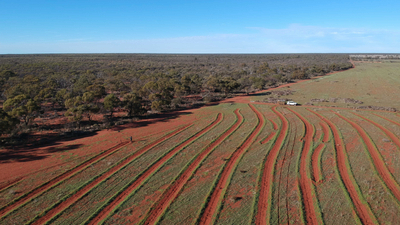 Aerial view of revegetation works at Eurardy Reserve, WA.