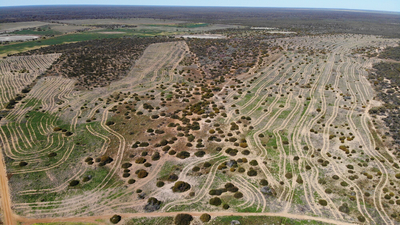Aerial photo of paddock recently planted for revegetation at Eurardy Reserve. Photo by Dean Mowat