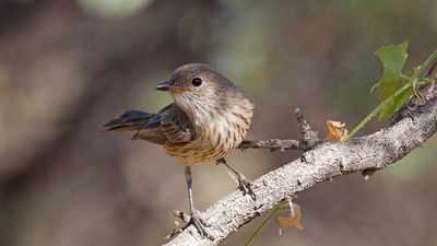 Rufous Whistler at Hamelin Reserve, WA.