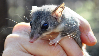 Red-tailed Phascogale at Kojonup WA. Photo Jeroen van Veen