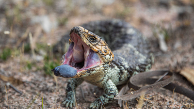 Blue tongue lizard.