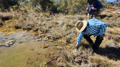 An Aboriginal man scoops up water from an artesian spring at Edgbaston Reserve, while a second person looks on.