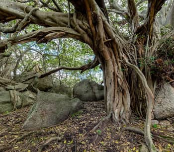 A huge fig tree grows over a large boulder at Brogo Reserve. By Michael Blyde
