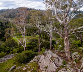 A rocky outcrop with scattered gum trees, looking out over rolling, gumtree-covered hills at Brogo Reserve.