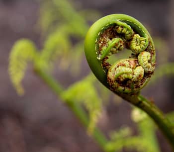 A new fern frond forms a tight, green curl waiting to unfurl at Burrin Burrin Reserve.