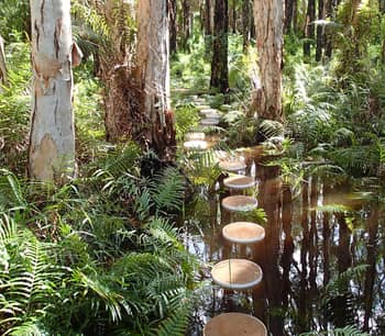 Reedy creek forest boardwalk.