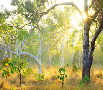 A Poplar gum and a White gum on Yourka reserve.