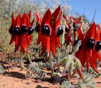 Sturt's desert pea.