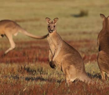 Eastern Grey Kangaroos.