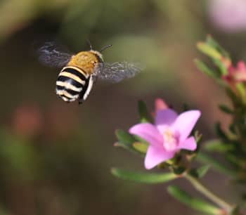 Blue banded Bee and Small Crowea. Photo by Rowan Mott