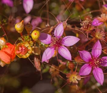 Calytrix and Pileanthus flowers.