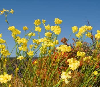 Yellow wildflowers.