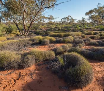 Mallee with spinifex at Hamelin Station.