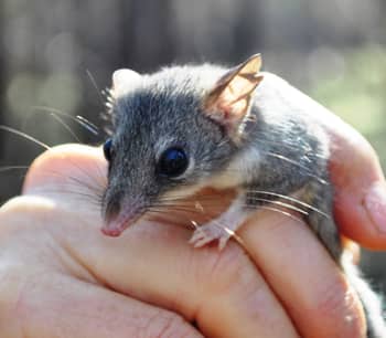 Red-tailed Phascogale (small marsupial) is held in hand.