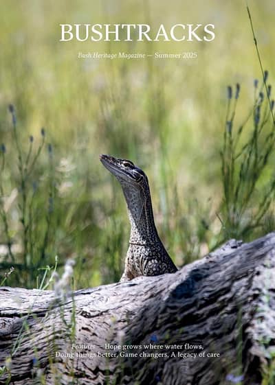 Cover of Bush Tracks magazine, Summer 2025, featuring a Lace Monitor (Goanna).