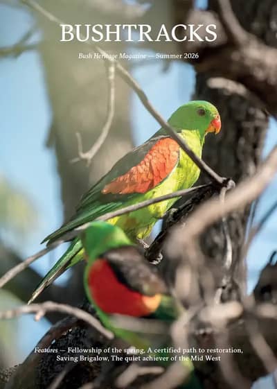 A Red-winged Parrot on the cover of Bushtracks Summer 2026.