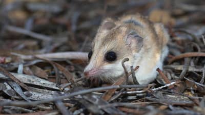 Hairy-footed Dunnart.