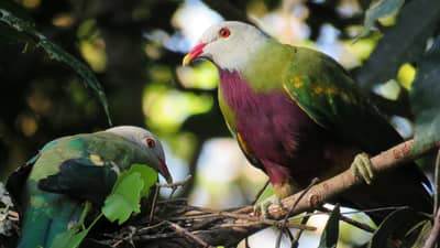 Wompoo Fruit Dove.