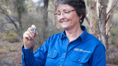 Bush Heritage Ecologist Angela Sanders smiles down at a Red-tailed Phascogale, a small, mouse-like mammal, she is holding in one hand.