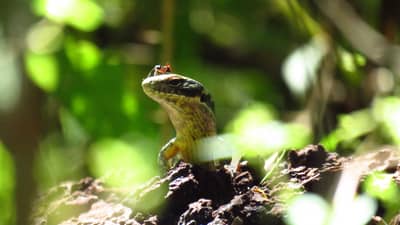 A Yellow-bellied Water-skink, a small, brown-and-yellow lizard, crouches with its head up and a large, red-and-black ant standing atop its snout at Brogo Reserve.