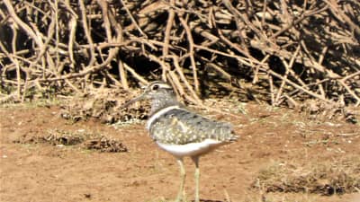Australian Painted Snipe recorded photographed at Boolcoomatta South Australia.