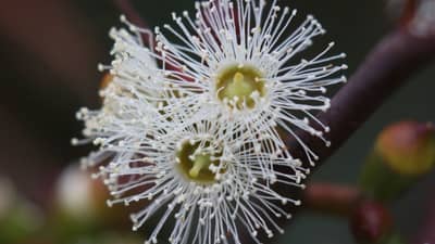 Long-leaf Box flowers, a cluster of three white gum-tree flowers, on Sanstrom.