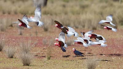 A flock of 13 Galahs, pink-and-grey parrots, coming in to land on the red earth at Naree Station Reserve.