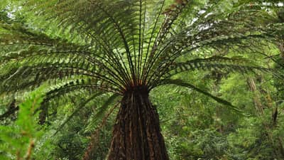 A massive tree fern towers over the viewer at Liffey River Reserve.