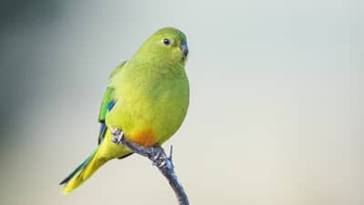 An Orange Bellied Parrot, a small, green parrot with a patch of orange on its underside, perches on a stick.