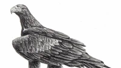 Wedge-tailed Eagle illustrated by Jessie Rose Ford.