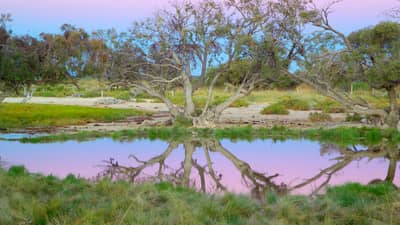 Sunset reflected in artesian spring on Edgbaston Reserve.
