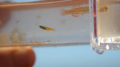 Juvenile and female Red finned Blue eye.