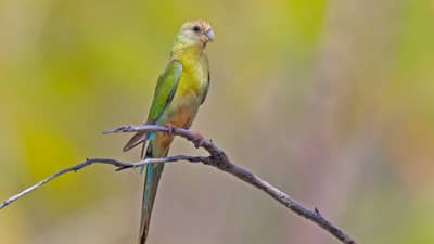 A young Golden-shouldered Parrot.