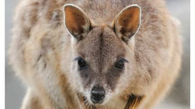 The front cover of Bushtracks Winter 2020 newsletter shows a Mareeba Rock-wallaby.