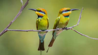 Rainbow Bee-eaters.