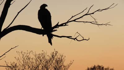 Wedge-tailed Eagle silhouette at sunset.