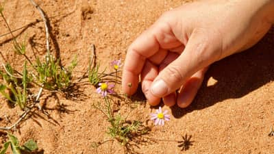 An Everlasting, tiny plant with three purple, daisy-like flowers, grows out of bare sand at Eurardy Reserve. A hand, twice as large as the entire plant, is held next to it for size comparison.