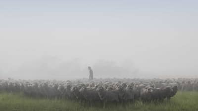 A farmer stands among hundreds of sheep on a misty day at Kingston Farm.