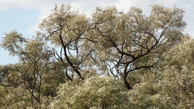 Brigalow (Acacia harpophylla) canopy at Avocet on Western Kangoulu Country, 275 km west of Rockhampton, QLD. By Grassland Films