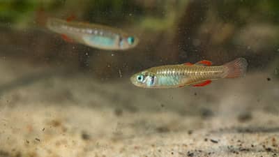 Two Red-finned Blue-eye, tiny fish with slender, iridescent bodies, turquoise eyes, and bright red stripes on their fins, swim in an artesian spring at Edgbaston Reserve.